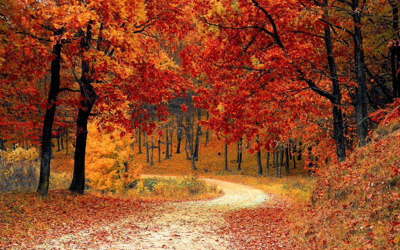 You are currently viewing Das Qi der Jahreszeiten: Herbst