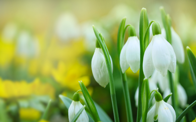 Read more about the article <strong>Das Qi der Jahreszeiten: Frühling</strong>